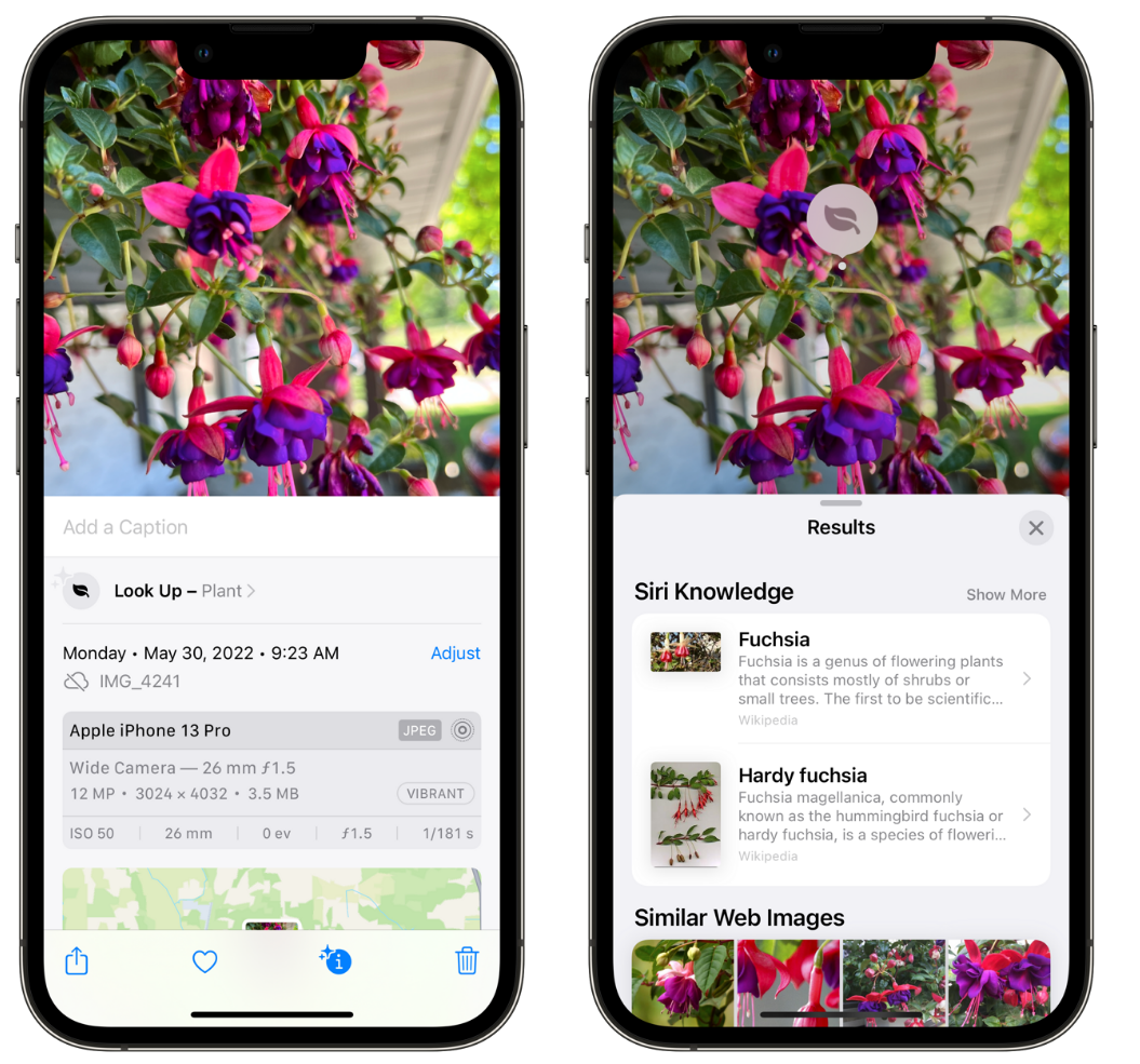 鄂尔多斯苹果手机维修分享小技巧：使用 iPhone 相机识别花卉植物 